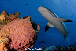 Caribbean Reef Shark by Stew Smith 